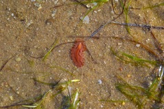 Yungia aurantiaca