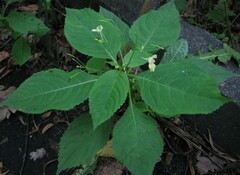 Impatiens parviflora