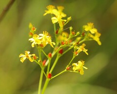 Hypericum cistifolium