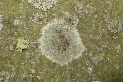 Lecanora horiza