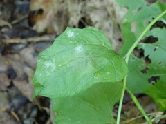 Erysiphe cruciferarum