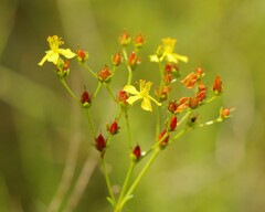 Hypericum cistifolium