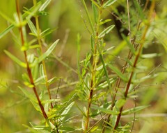 Hypericum cistifolium