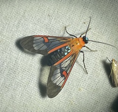 Cosmosoma cingulatum