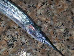 Hyporhamphus