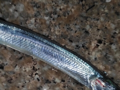 Hyporhamphus