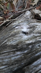 Tritoxa flexa