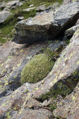 Draba rigida, photograph 2