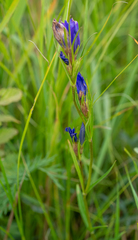 Gentiana pneumonanthe