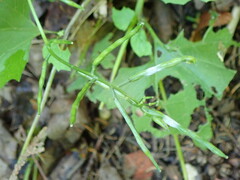 Erysiphe cruciferarum
