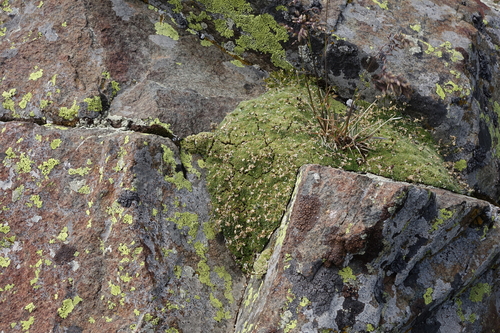 Draba rigida, photograph 3