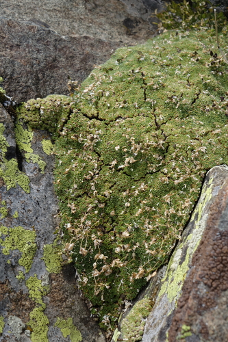 Draba rigida, photograph 4