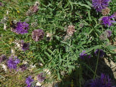 Centaurea scabiosa