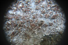 Lecanora horiza