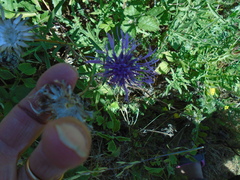 Centaurea scabiosa