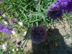 Centaurea scabiosa