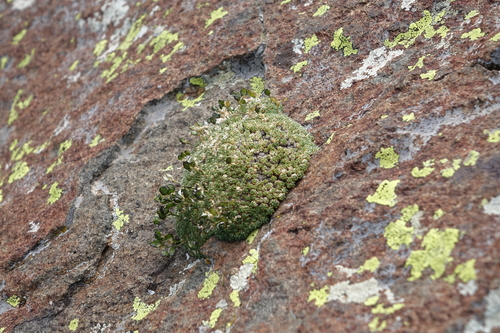 Draba rigida, photograph 5