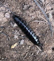 Ablattaria laevigata