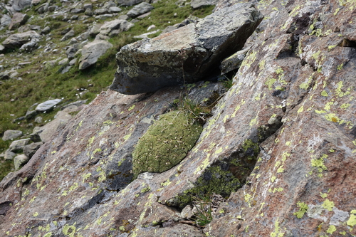 Draba rigida, photograph 6