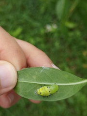 Rhetus arcius