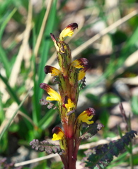 Pedicularis flammea