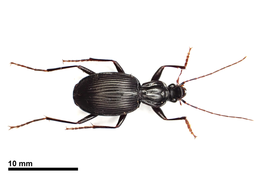 Ctenognathus novaezelandiae