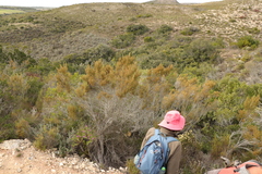 Erica arenaria