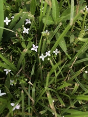 Oldenlandia salzmannii