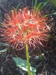 Scadoxus multiflorus katharinae