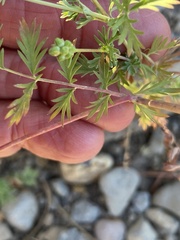 Sanguisorba occidentalis