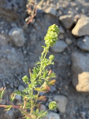 Sanguisorba occidentalis