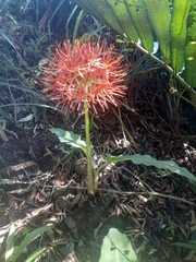 Scadoxus multiflorus katharinae