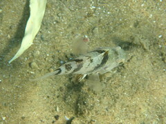 Apogonichthyoides pharaonis