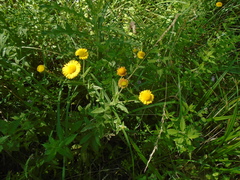 Pulicaria dysenterica