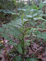 Platanthera hookeri