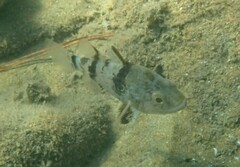 Apogonichthyoides pharaonis