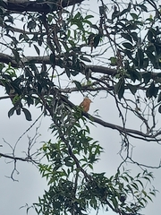 Guira guira