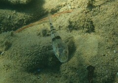 Apogonichthyoides pharaonis