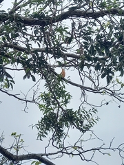 Guira guira