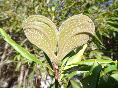 Aspidosperma