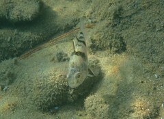 Apogonichthyoides pharaonis