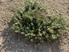 Polygonum shastense