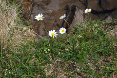 Anthemis cretica iberica