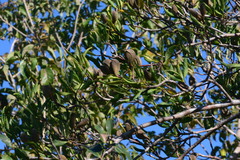 Aspidosperma