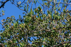 Aspidosperma