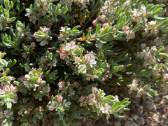 Polygonum shastense