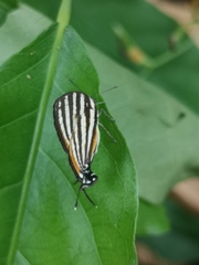 Arawacus lincoides