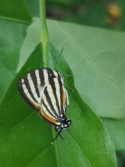 Arawacus lincoides