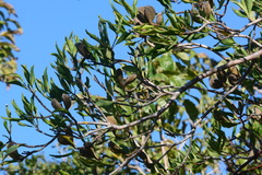 Aspidosperma