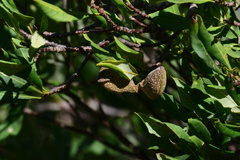 Aspidosperma